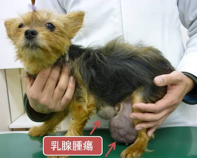犬の乳腺腫瘍 立川市の動物病院 犬 猫の病気や予防接種に マミー動物病院