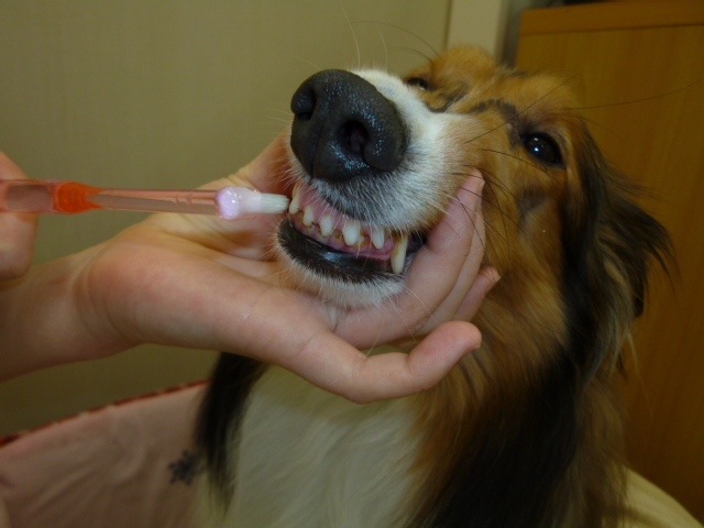 日常のケア – 立川市の動物病院 犬・猫の病気や予防接種に-マミー動物病院
