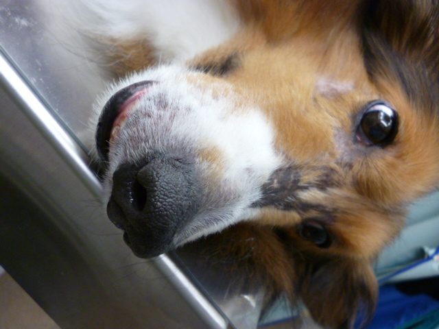 ハリーお仕事中 立川市の動物病院 犬 猫の病気や予防接種に マミー動物病院