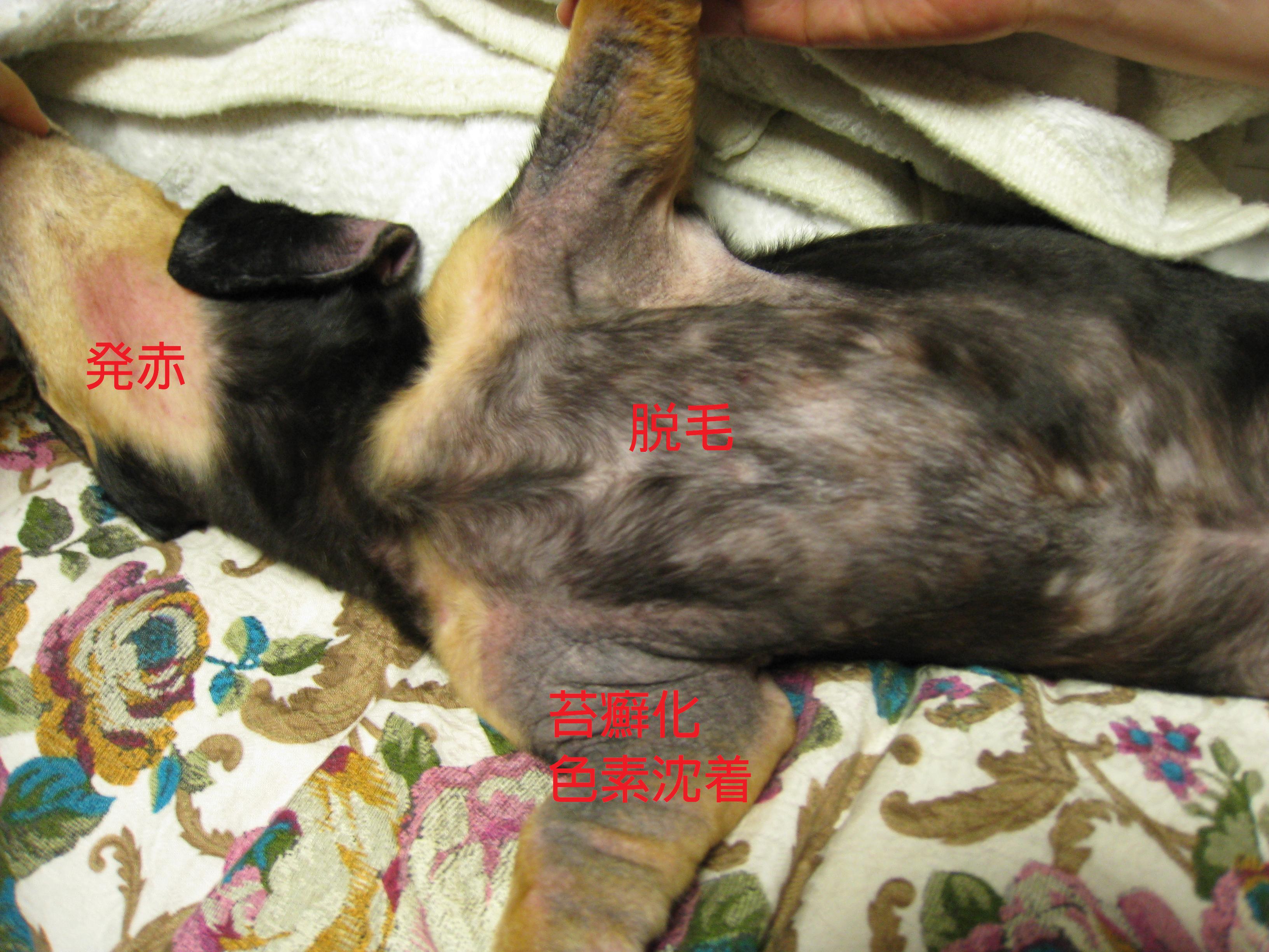 マラセチア性皮膚炎 脂漏性皮膚炎 立川市の動物病院 犬 猫の病気や予防接種に マミー動物病院