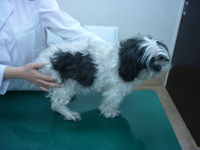 クッシング症候群 副腎皮質機能亢進症 立川市の動物病院 犬 猫の病気や予防接種に マミー動物病院