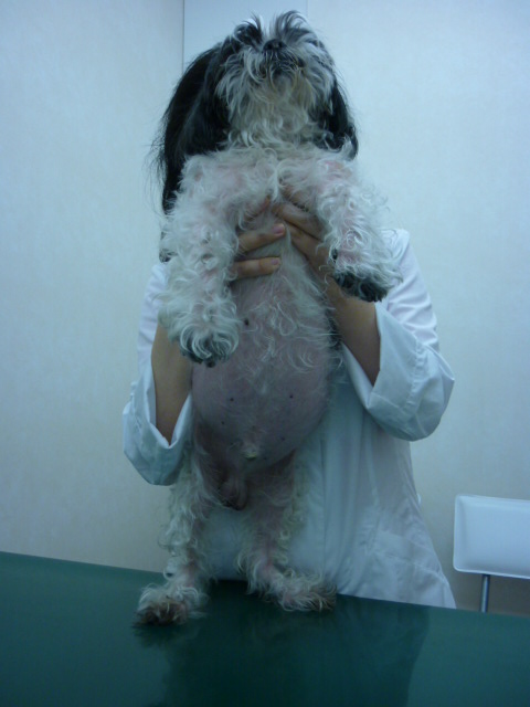 クッシング症候群 副腎皮質機能亢進症 立川市の動物病院 犬 猫の病気や予防接種に マミー動物病院